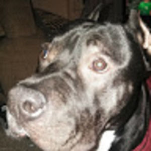 Meet your Posher, Luis